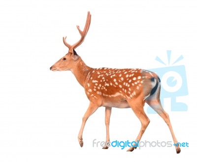 Sika Deer Isolated Stock Photo