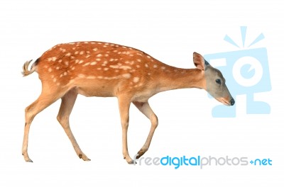 Sika Deer Isolated Stock Photo