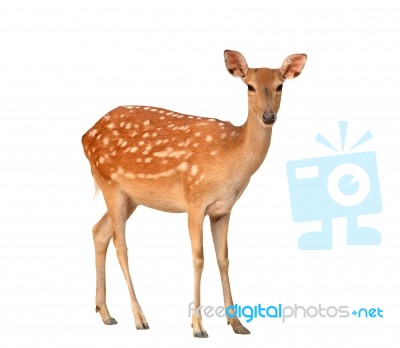 Sika Deer Isolated Stock Photo