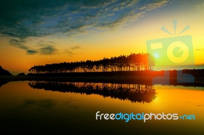 Silhouette And Reflections Of Row Tree At Sunset Stock Photo