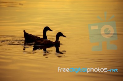 Silhouette Animal Stock Photo