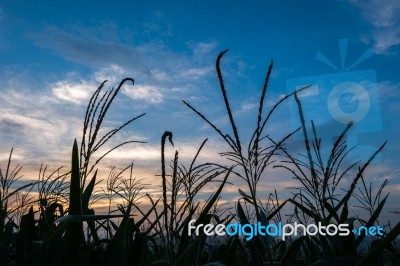 Silhouette Corn Field Meadow Farm And Blue Sky In Twilight Stock Photo