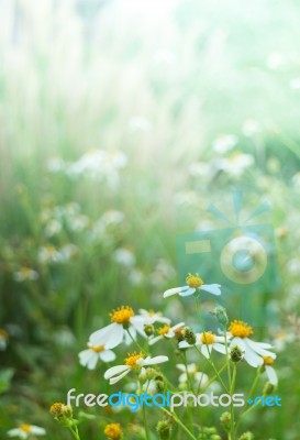 Silhouette Flower Blade Of Grass Field Sunlight Rim Light Stock Photo