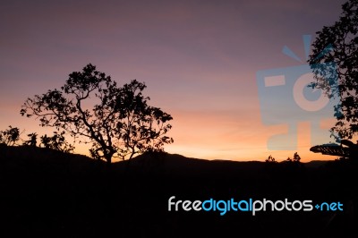 Silhouette For Trees And Mountain Stock Photo