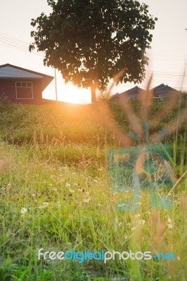 Silhouette Grass Field In Front Of Home With Sunlight Rim Light Stock Photo