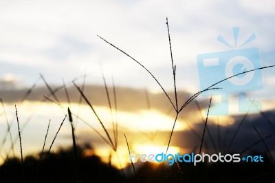 Silhouette, Grass Flowers Stock Photo