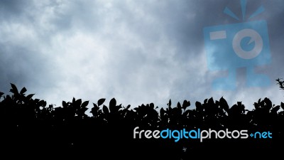 Silhouette Hedge In The Cloudy Day Stock Photo