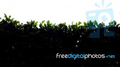 Silhouette Hedge With Rim Light Stock Photo