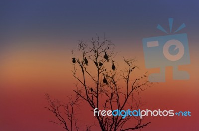 Silhouette Image Of Dead Tree Stock Photo