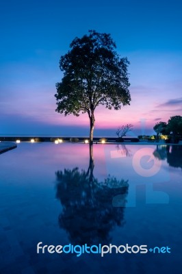 Silhouette Of Beautiful Tree With Reflection On Sunrise Stock Photo