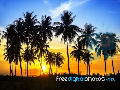 Silhouette Of Coconut Palm Trees Stock Photo