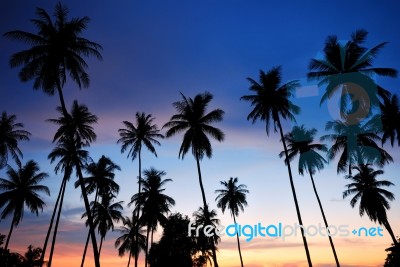 Silhouette Of  Coconut Tree Stock Photo