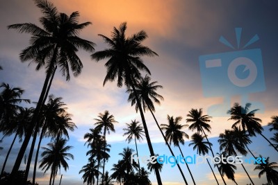 Silhouette Of  Coconut Tree Stock Photo