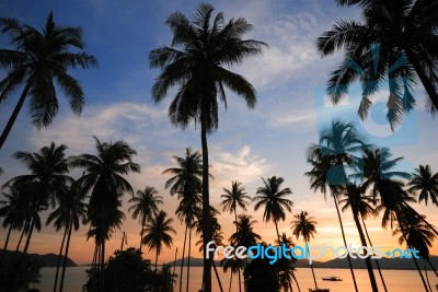 Silhouette Of  Coconut Tree Stock Photo