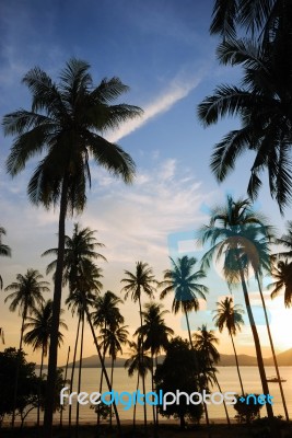 Silhouette Of  Coconut Tree Stock Photo