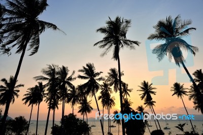 Silhouette Of Coconut Tree Stock Photo