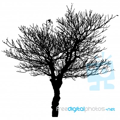 Silhouette Of Dead Tree Stock Photo