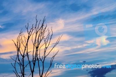 Silhouette Of Dead Tree And Dry Branch With Beautiful Sky And Bl… Stock Photo