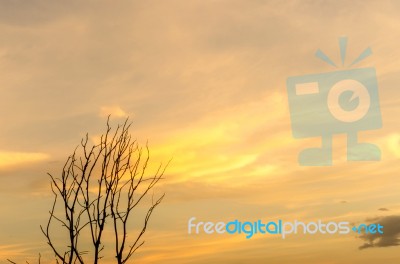 Silhouette Of Dead Tree And Dry Branch With Beautiful Sky And Ye… Stock Photo