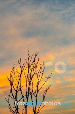 Silhouette Of Dead Tree And Dry Branch With Beautiful Sky And Ye… Stock Photo