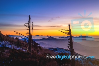 Silhouette Of Dead Trees, Beautiful Landscape At Sunrise On Deogyusan National Park In Winter,south Korea Stock Photo