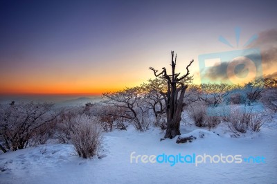 Silhouette Of Dead Trees, Beautiful Landscape At Sunrise On Deogyusan National Park In Winter,south Korea Stock Photo