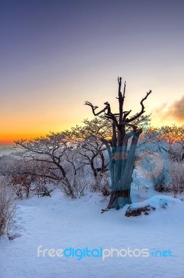 Silhouette Of Dead Trees, Beautiful Landscape At Sunrise On Deogyusan National Park In Winter,south Korea Stock Photo