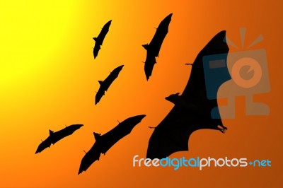 Silhouette Of Flying Foxes Stock Image