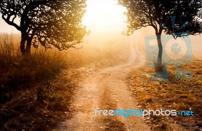 Silhouette Of Mystery Forest In The Morning Walk Way With Beauti… Stock Photo