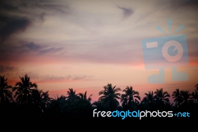 Silhouette Of Palm Trees At Sunset Stock Photo