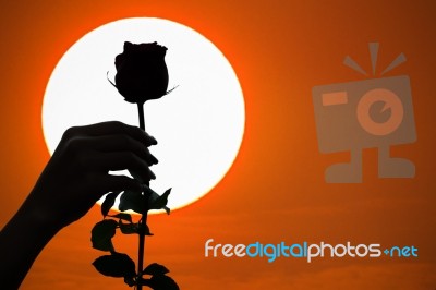 Silhouette Of Single Rose At Sunset Stock Photo