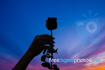 Silhouette Of Single Rose At Sunset Stock Photo