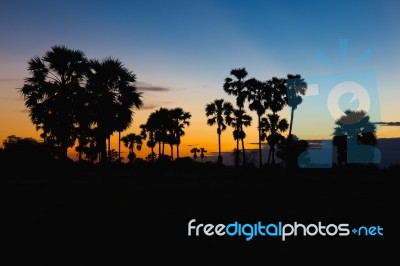 Silhouette Of Toddy Palm At Sunset Or Twilight Time Golden Blue Sky Backlight In Jasmine Rice Field Countryside Thailand Stock Photo