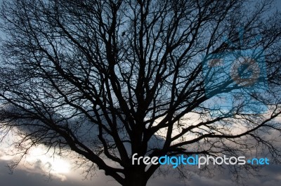 Silhouette Of Tree On Winter Sunset Sky Stock Photo