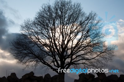 Silhouette Of Tree On Winter Sunset Sky Stock Photo