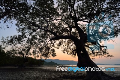 Silhouette Of Tree Sunset Stock Photo