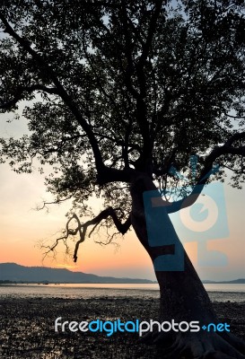 Silhouette Of Tree Sunset Stock Photo