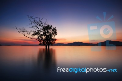 Silhouette Of Trees Stock Photo