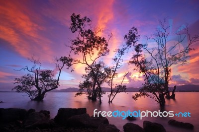 Silhouette Of Trees Stock Photo