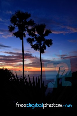 Silhouette Sugar Palm Tree Stock Photo