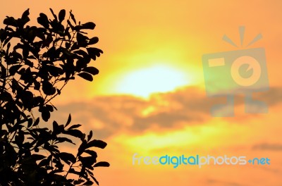 Silhouette Tree At Sunset Stock Photo