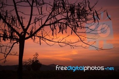 Silhouette Tree At Sunset Background Stock Photo