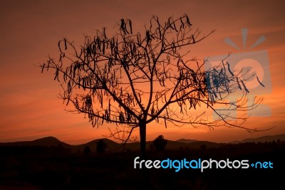 Silhouette Tree At Sunset Background Stock Photo