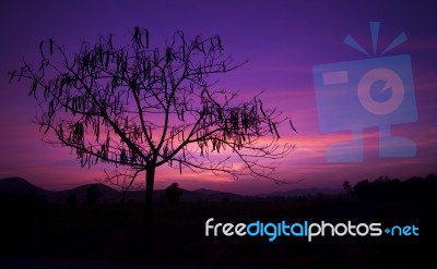 Silhouette Tree At Sunset Background Stock Photo