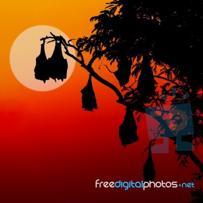 Silhouetted Fruit Bat On Tree At Sunset Stock Photo