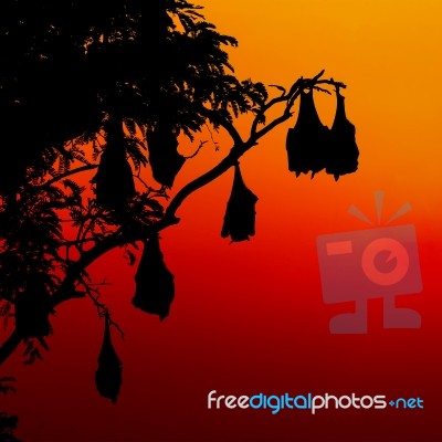 Silhouetted Fruit Bat On Tree At Sunset Stock Photo