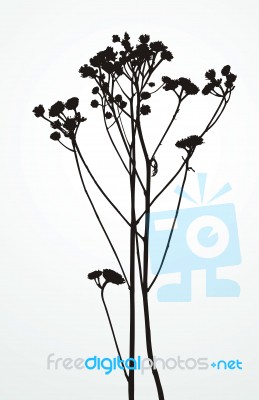 Silhouetted Plant Stock Image