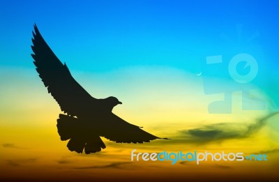 Silhouetted Seagull Flying At Colorful Sunset Stock Photo