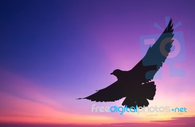 Silhouetted Seagull Flying At Colorful Sunset Stock Photo