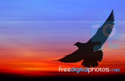 Silhouetted Seagull Flying At Colorful Sunset Stock Photo